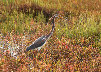 Tricolored Heron (Egretta tricolor)