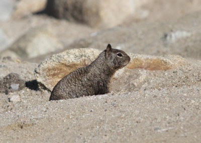 California Ground Squirrel (Otospermophilus beecheyi) - Kalifornisk markekorre