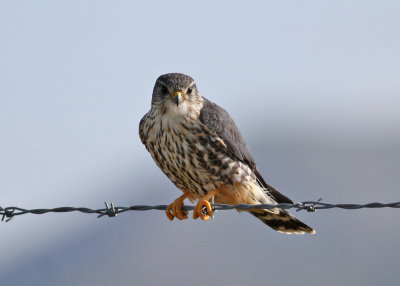 Merlin (Falco c. columbarius) - stenfalk
