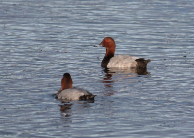 Common Pochard (Aythya ferina) - brunand