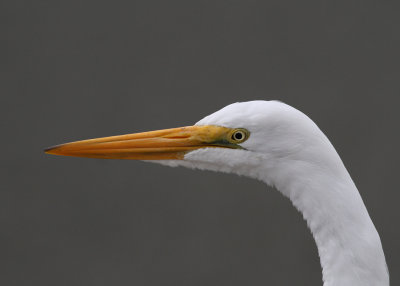 Great Egret (Ardea alba) - gretthger