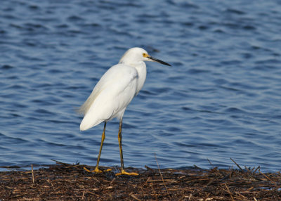 Snowy Egret (Egretta thula)