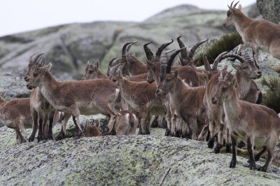 Western Spanish Ibex (Capra pyrenacia victoriae) - spansk stenbock