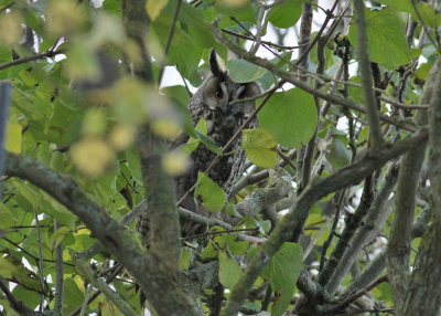 Long-eared Owl (Asio otus) - hornuggla