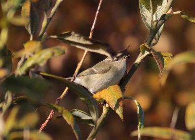 Hume's Yellow-browed Warbler (Phylloscopus humei) - bergstaigasngare