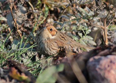 Little Bunting (Emberiza pusilla) - dvärgsparv