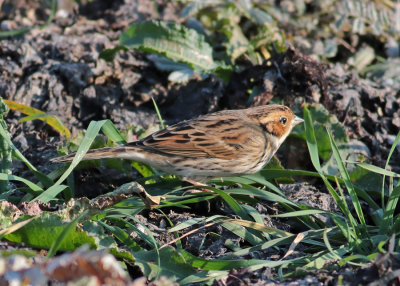 Little Bunting (Emberiza pusilla) - dvärgsparv