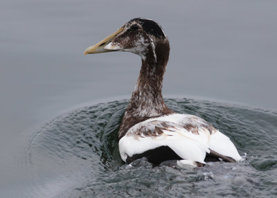 Common Eider (Somateria mollissima) - ejder