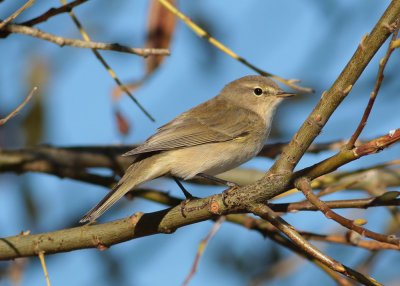 Common Chiffchaff (Phylloscopus collybita) - gransångare