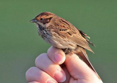 Little Bunting (Emberiza pusilla) - dvärgsparv