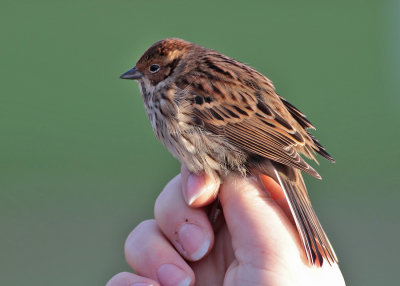 Little Bunting (Emberiza pusilla) - dvärgsparv