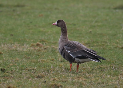 Greater White-fronted Goose (Anser albifrons) - blsgs