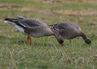 Greater White-fronted Goose (Anser albifrons) - blsgs