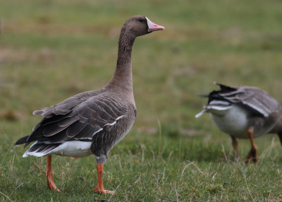 Greater White-fronted Goose (Anser albifrons) - blsgs