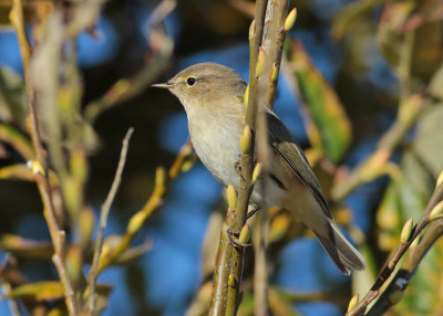 Common Chiffchaff (Phylloscopus collybita) - gransångare