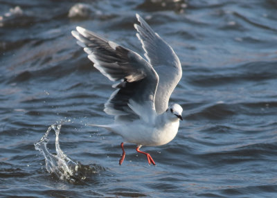 Little Gull (Hydrocoloeus minutus) - dvärgmås