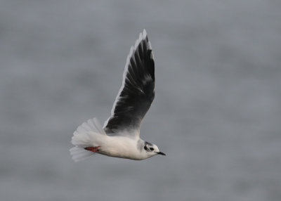 Little Gull (Hydrocoloeus minutus) - dvrgms