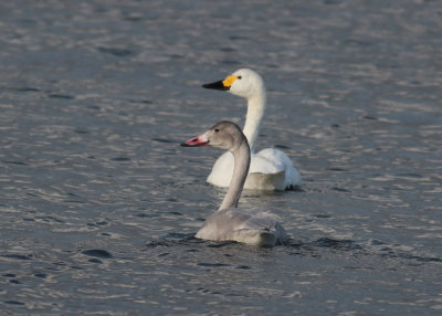 Tundra Swan (Cygnus columbians bewickii) - mindre sångsvan