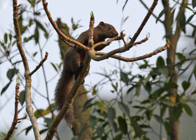Formosan red-bellied Squirrel (Callosciurus erythraeus thaiwanensis)