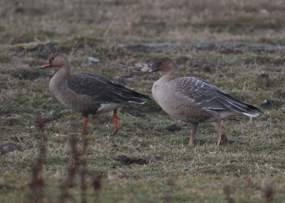 Greater White-fronted Goose (Anser albifrons) - blsgs and Pink-footed Goose (Anser brachyrhynchus) - spetsbergsgs