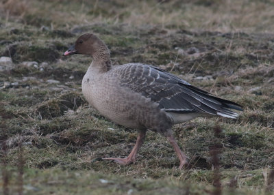 Pink-footed Goose (Anser brachyrhynchus)