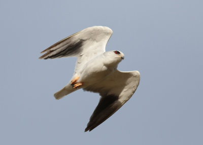 Black-shouldered Kite (Elanus caeruleus) - svartvingad glada
