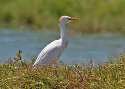 Cattle Egret (Bubulcus ibis) - kohger