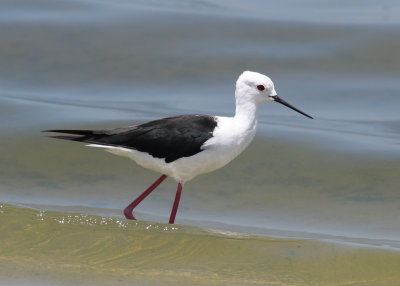 Black-winged Stilt (Himantopus himantopus) - styltlöpare