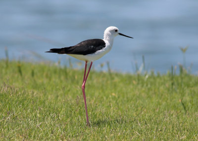 Black-winged Stilt (Himantopus himantopus) - styltlöpare