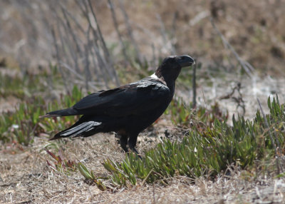 White-necked Raven (Corvus albicollis)