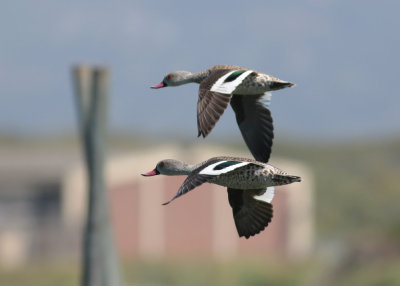 Cape Teal (Anas capensis)