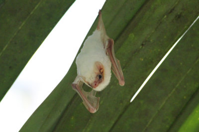 Northern Ghost Bat (Diclidurus albus)