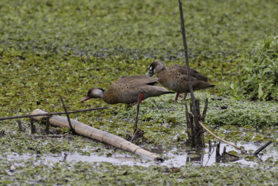 Brazilian Teal (Amazonetta brasiliensis)