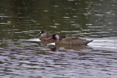 Brazilian Teal (Amazonetta brasiliensis)