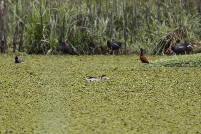 Silver Teal (Anas versicolor)