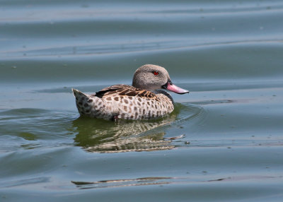 Cape Teal (Anas capensis)