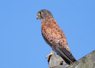 Rock Kestrel (Falco rupicolus)