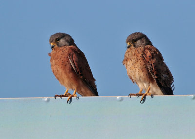 Rock Kestrel (Falco rupicolus)