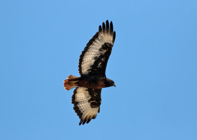 Jackal Buzzard (Buteo rufofuscus)