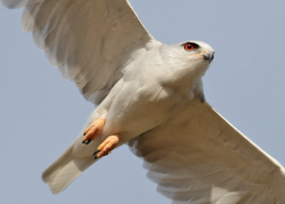 Black-winged (Elanus caeruleus) - svartvingad glada