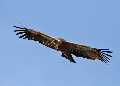 Eurasian Griffon Vulture (Gyps fulvus) - gåsgam