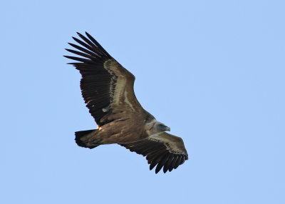 Eurasian Griffon Vulture (Gyps fulvus) - gåsgam