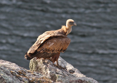 Eurasian Griffon Vulture (Gyps fulvus) - gåsgam