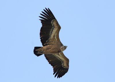 Eurasian Griffon Vulture (Gyps fulvus) - gåsgam