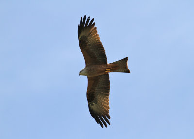 Black Kite (Milvus migrans) - brun glada