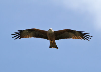 Black Kite (Milvus migrans) - brun glada