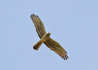 Montagu's Harrier (Circus pygargus) - ängshök