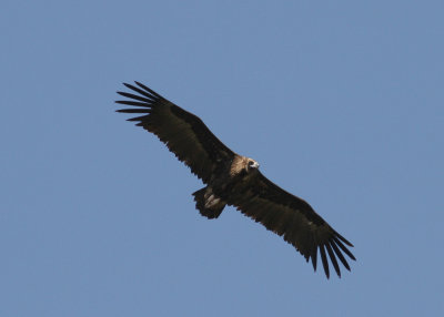 Eurasian Black Vulture (Aegypius monachus) - grågam