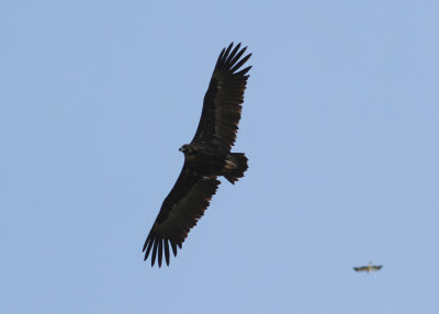 Eurasian Black Vulture (Aeygpius monachus) - grågam