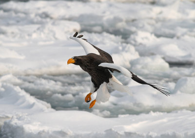 Steller's Sea Eagle (Haliaeetus pelagicus)